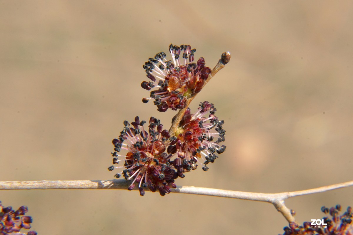 榆树花 微距 (2021)-中关村在线摄影论坛