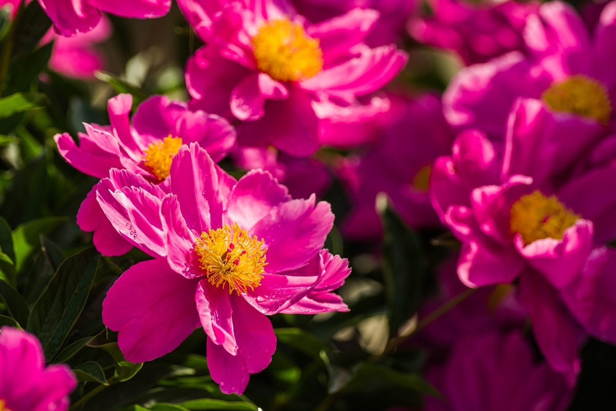 春天的花艳丽的芍药