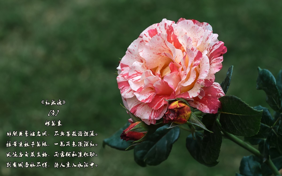 玫瑰花最经典的诗句图片