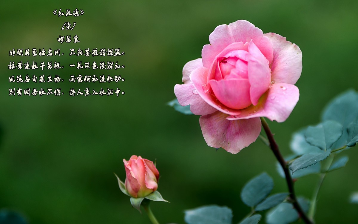 《红玫瑰》 [宋] 杨万里