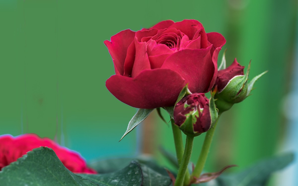 《红玫瑰》 [宋] 杨万里