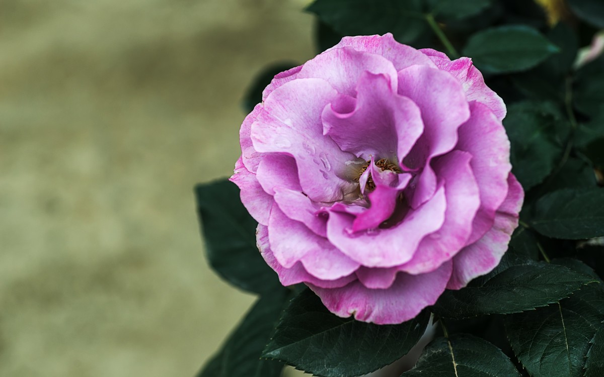 《红玫瑰》 [宋] 杨万里