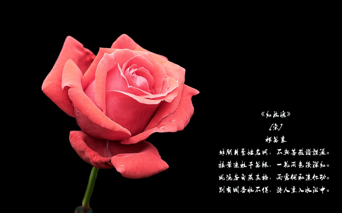 《红玫瑰》 [宋] 杨万里