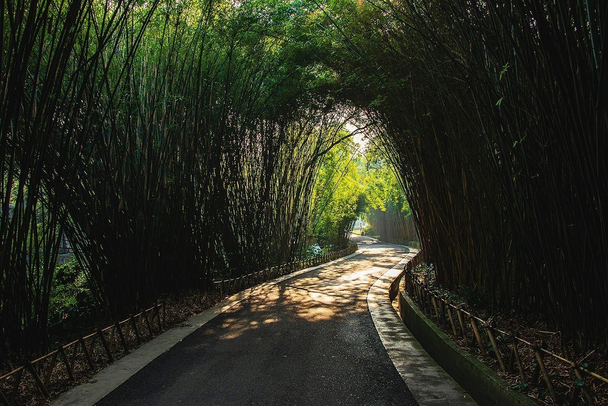 竹子隧道