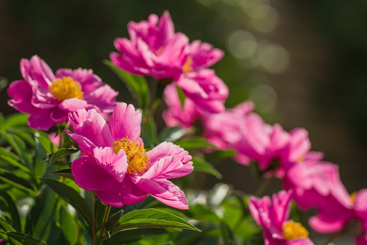 春天的花艳丽的芍药