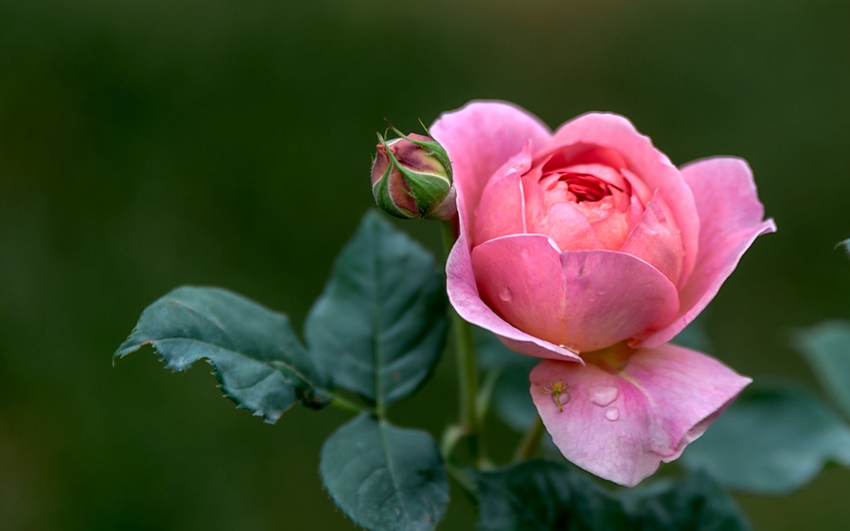 《红玫瑰》 [宋] 杨万里