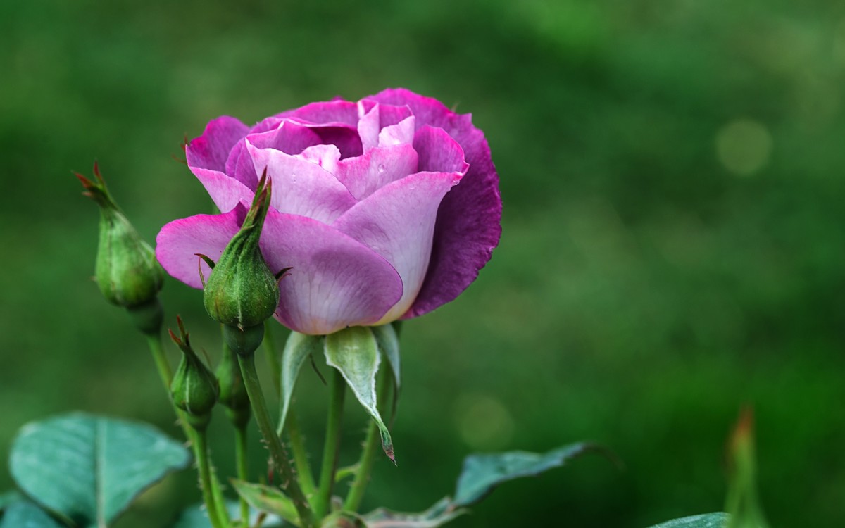 《红玫瑰》 [宋] 杨万里