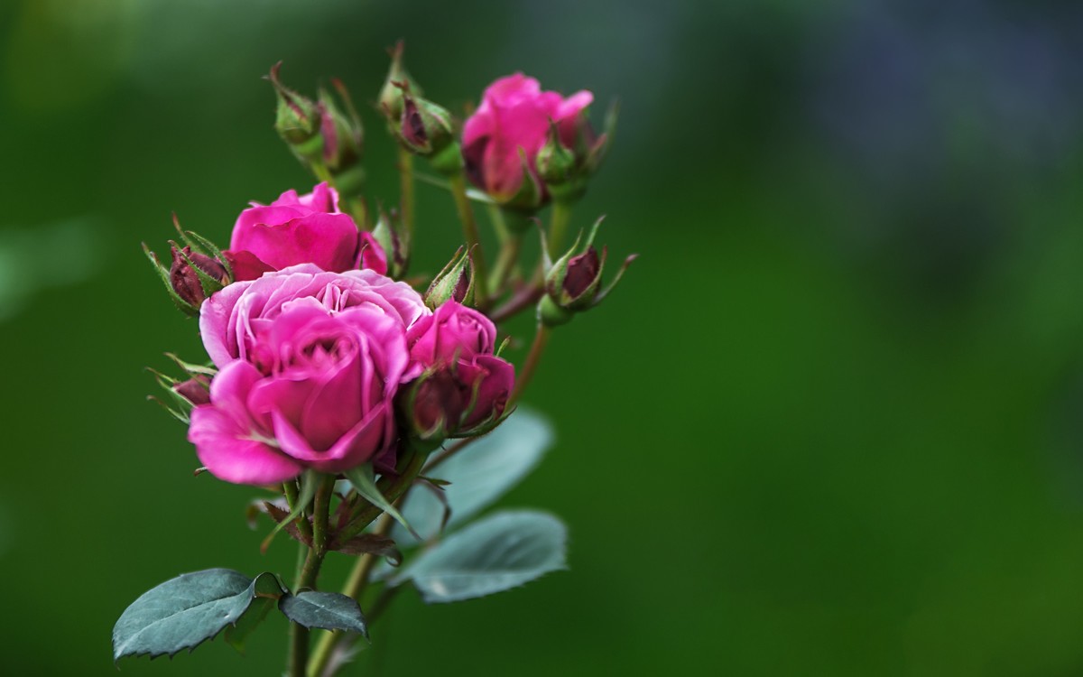 《红玫瑰》 [宋] 杨万里