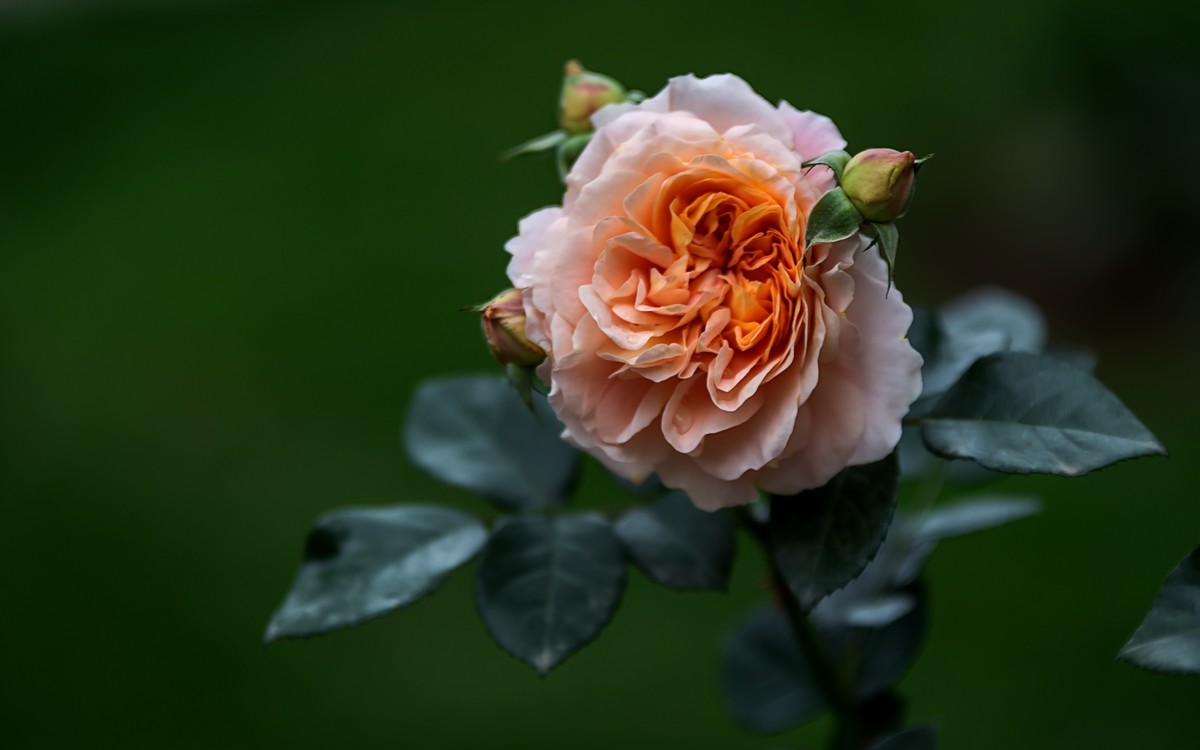 《红玫瑰》 [宋] 杨万里