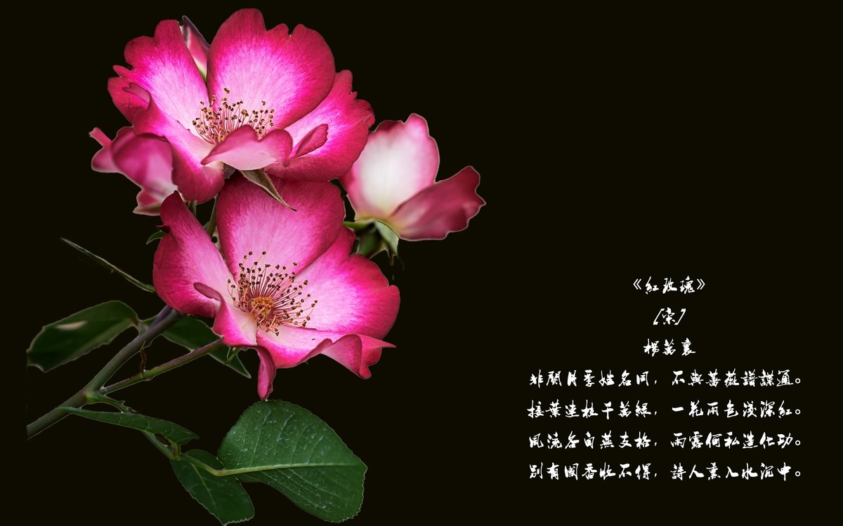 《红玫瑰》 [宋] 杨万里