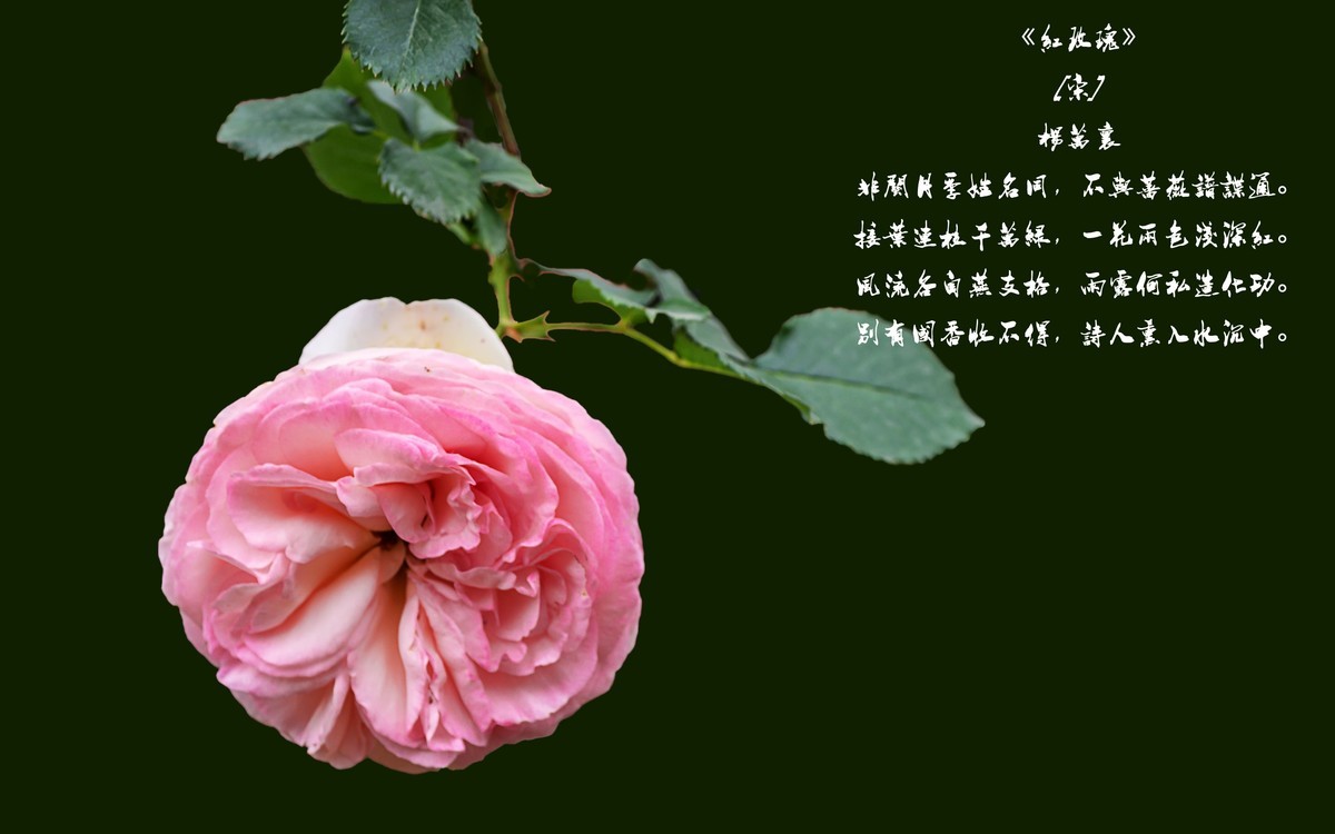 《红玫瑰》 [宋] 杨万里