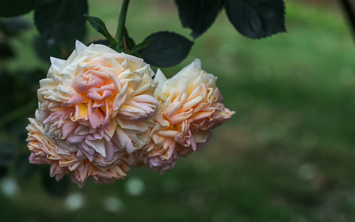 《红玫瑰》 [宋] 杨万里