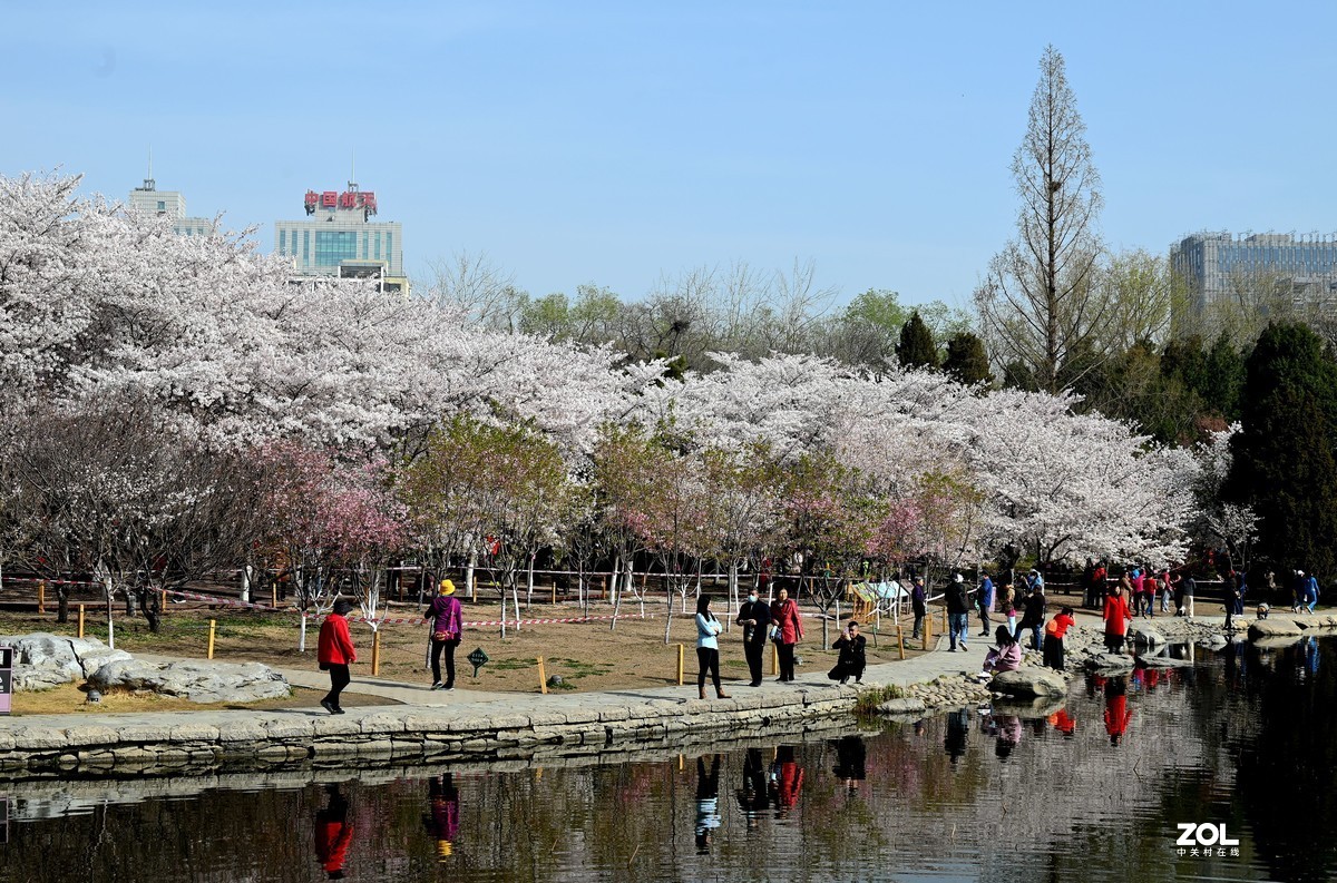 北京玉渊潭公园樱花节(北京玉渊潭公园樱花节开放时间)