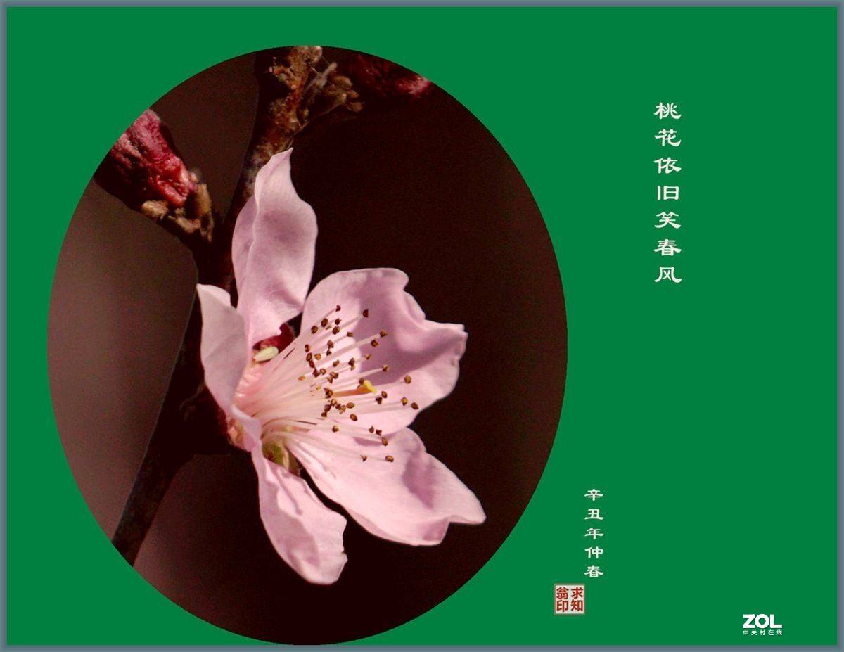 桃花依旧笑春风