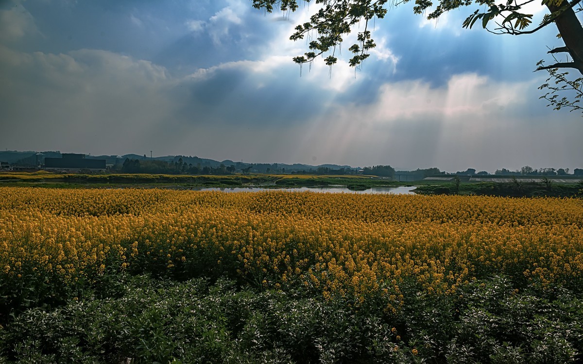 油菜花香飘二河，风光天成小江南（之五）