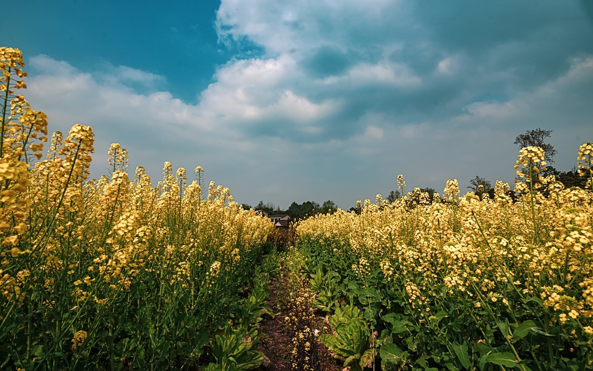 油菜花香飘二河，风光天成小江南（之五）