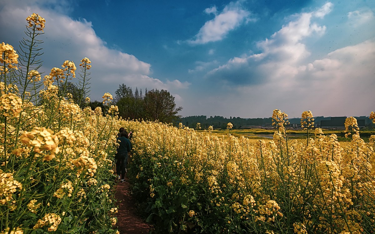 油菜花香飘二河，风光天成小江南（之五）