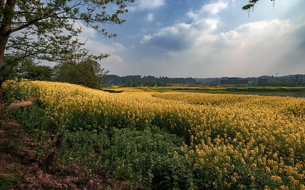 油菜花香飘二河，风光天成小江南（之五）