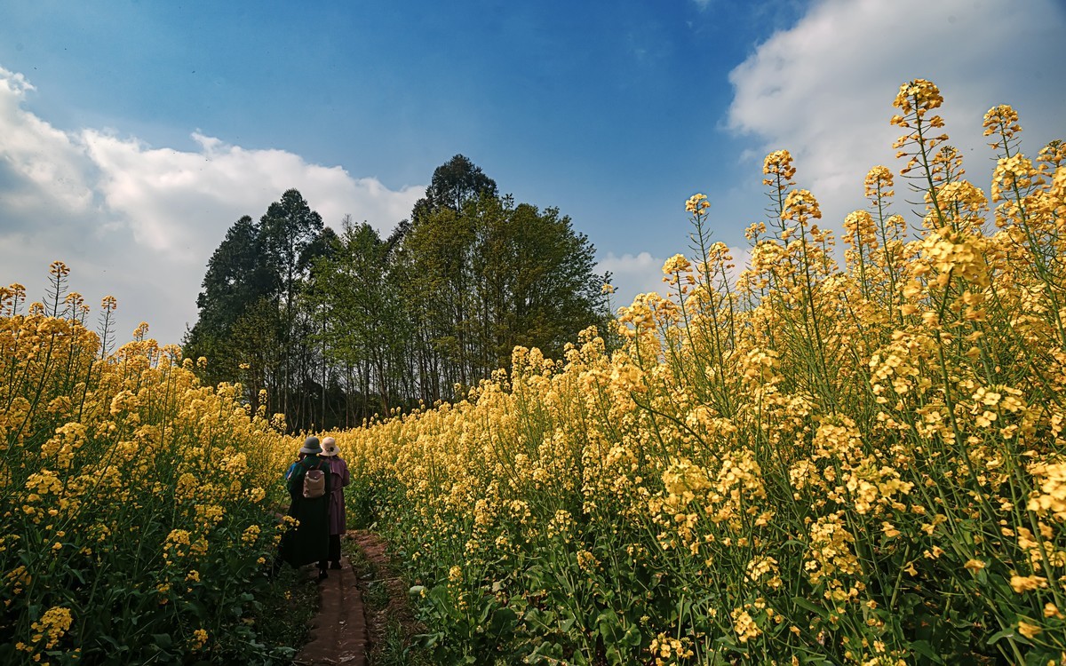 油菜花香飘二河，风光天成小江南（之五）