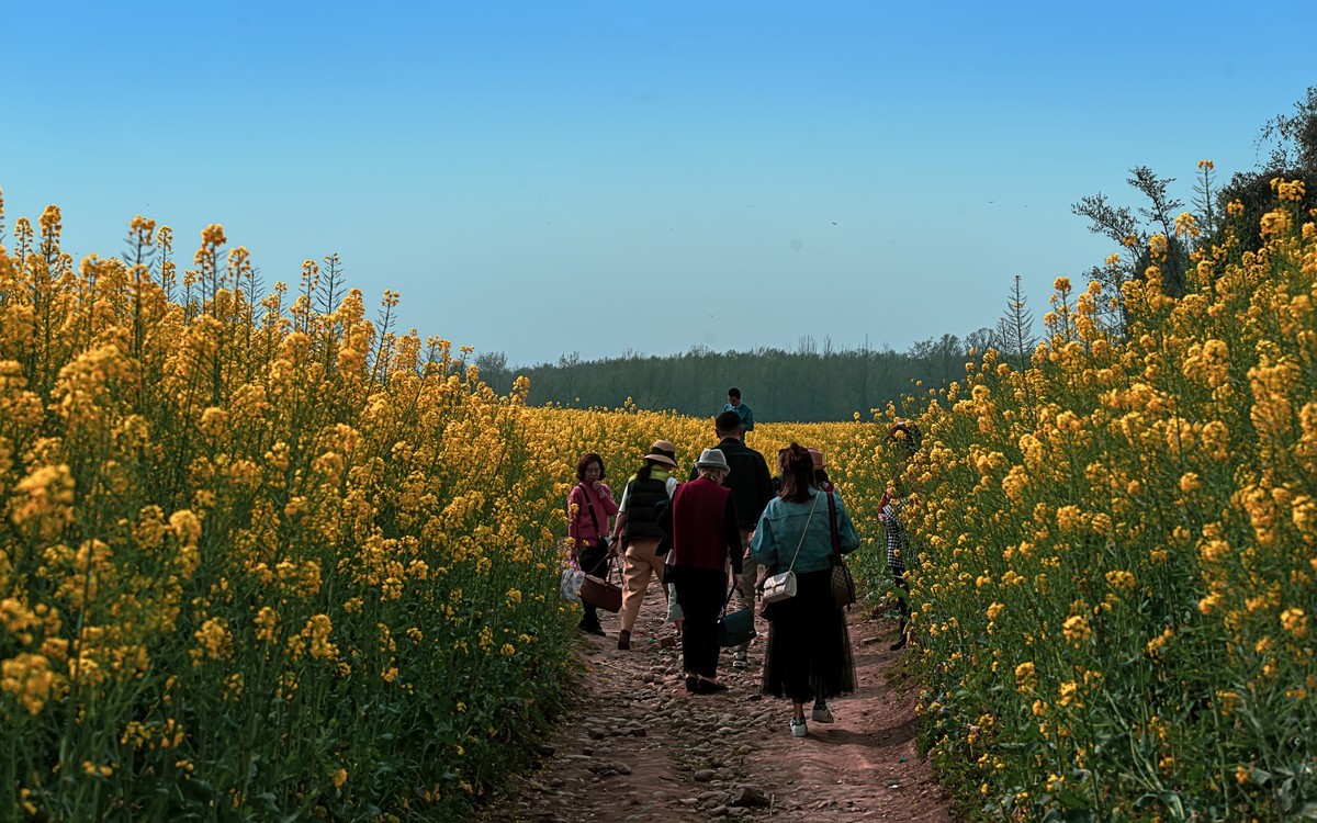 油菜花香飘二河，风光天成小江南（之五）