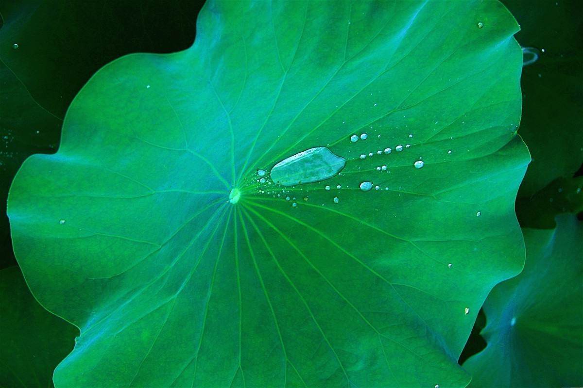 爱莲尽爱花 而我独爱叶