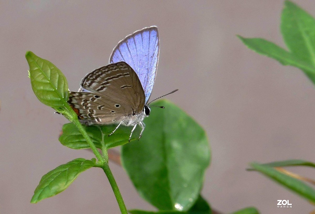 一组小灰蝶——28老矣，尚能拍否