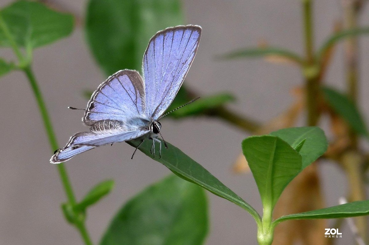 一组小灰蝶——28老矣，尚能拍否