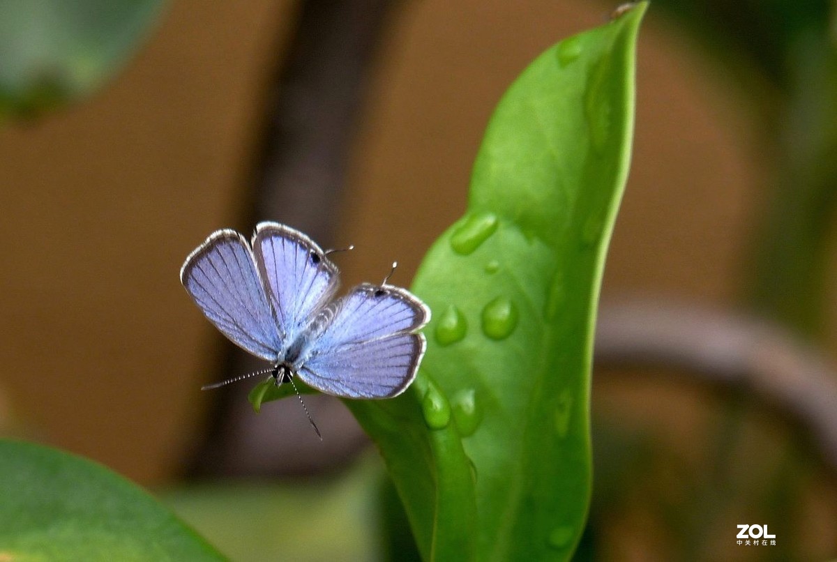 一组小灰蝶——28老矣，尚能拍否