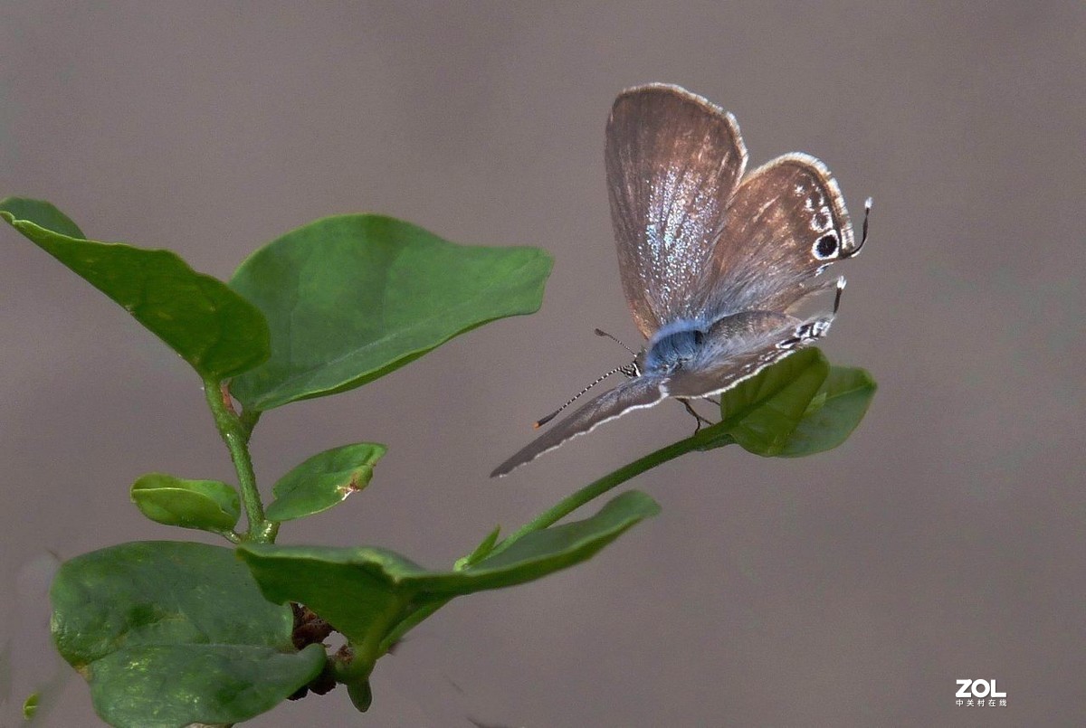 一组小灰蝶——28老矣，尚能拍否