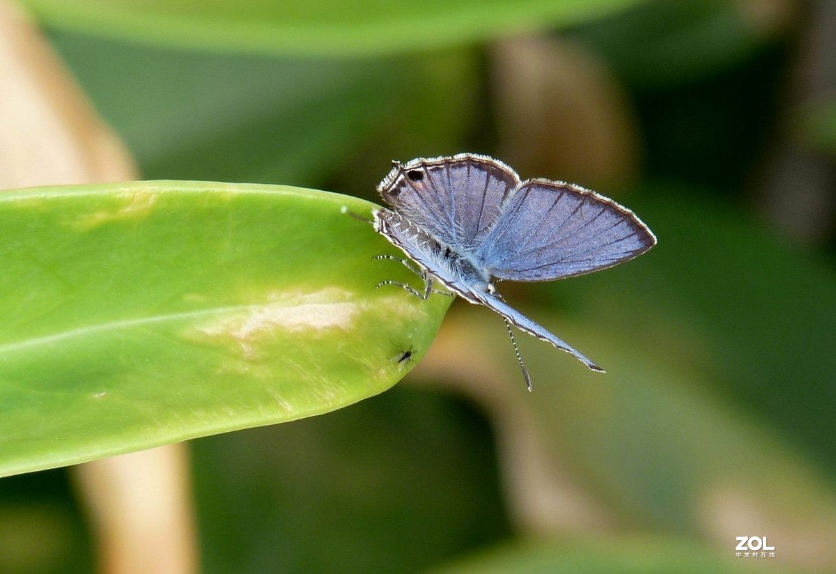 一组小灰蝶——28老矣，尚能拍否