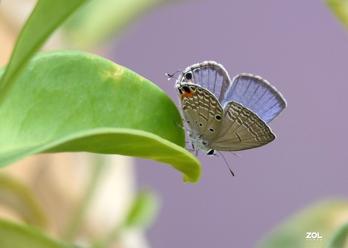 一组小灰蝶——28老矣，尚能拍否