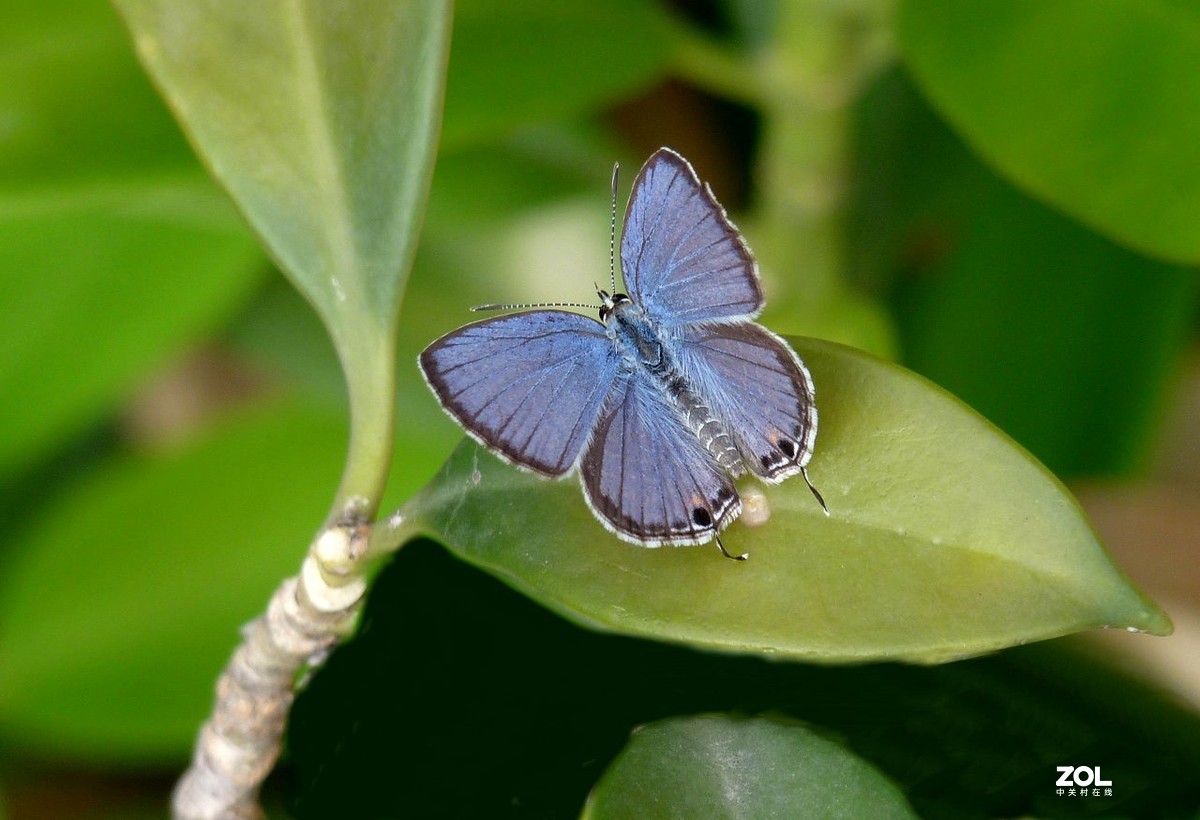 一组小灰蝶——28老矣，尚能拍否