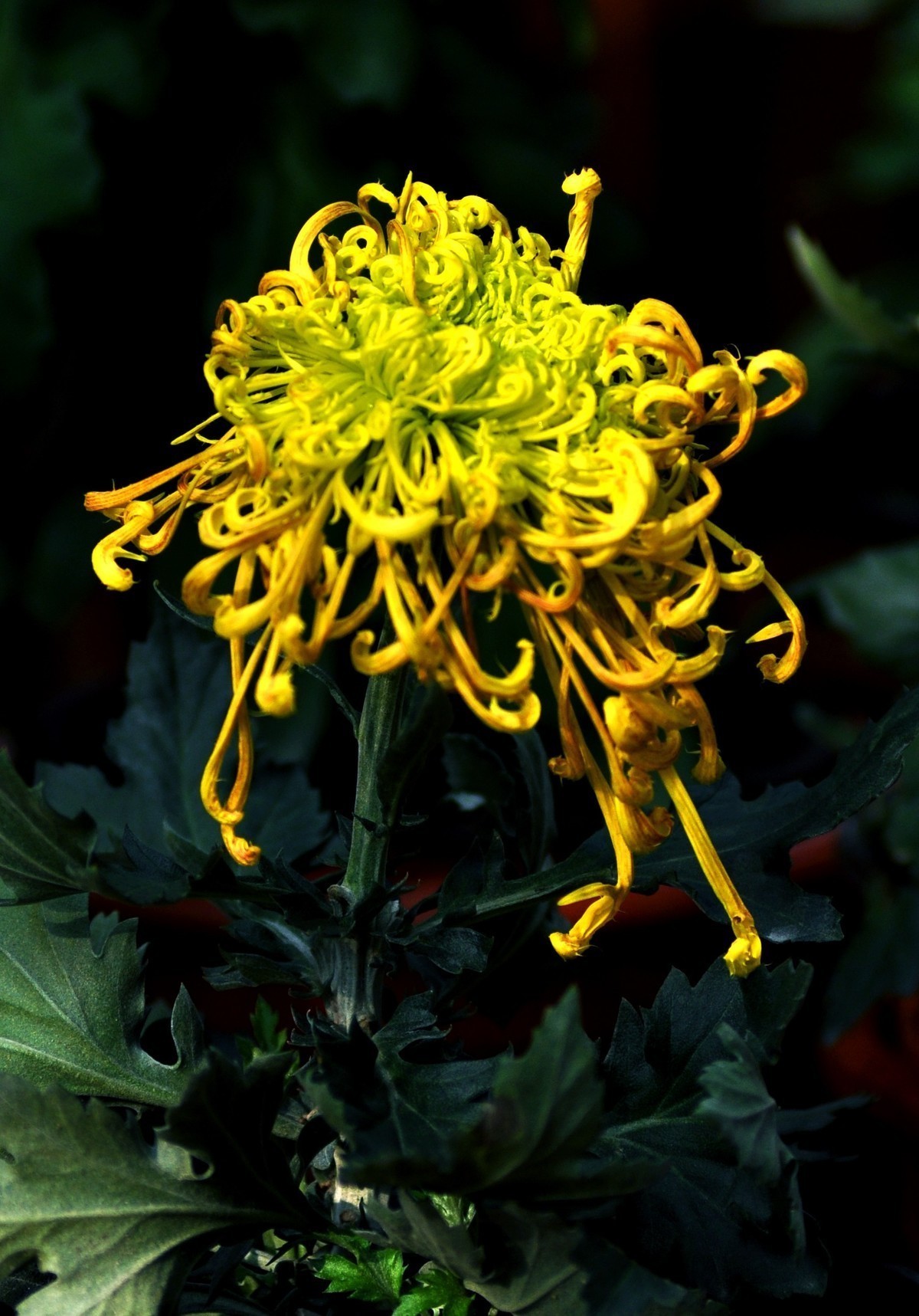 菊花