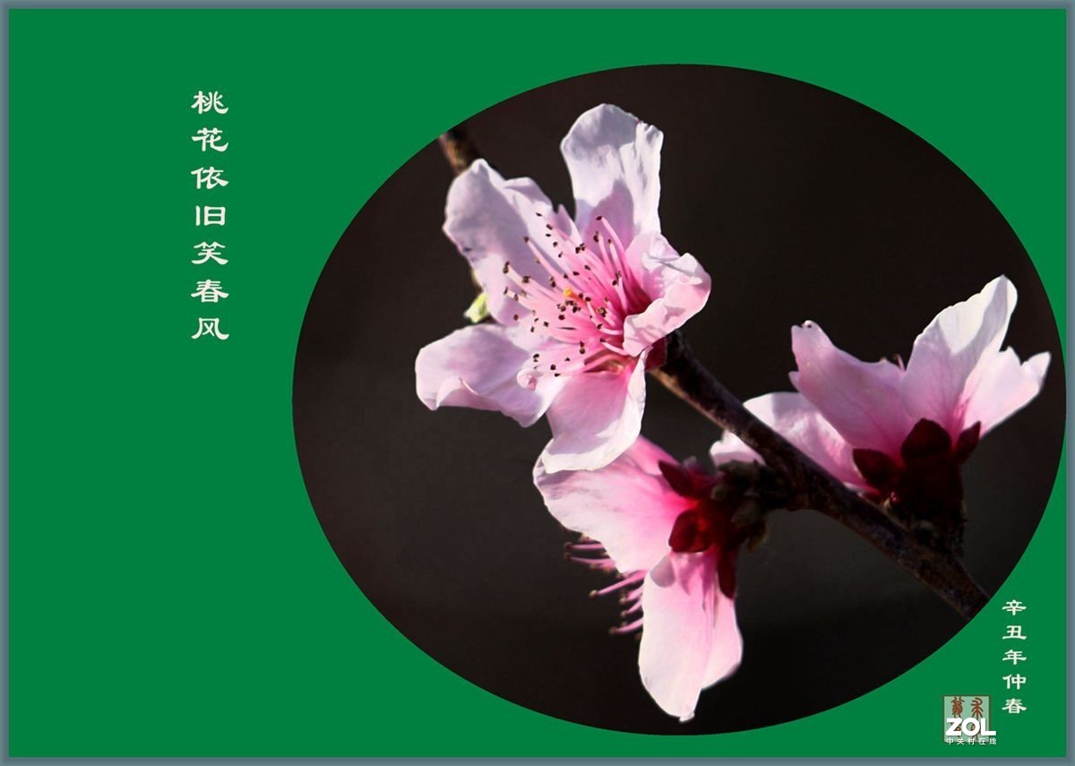 桃花依旧笑春风