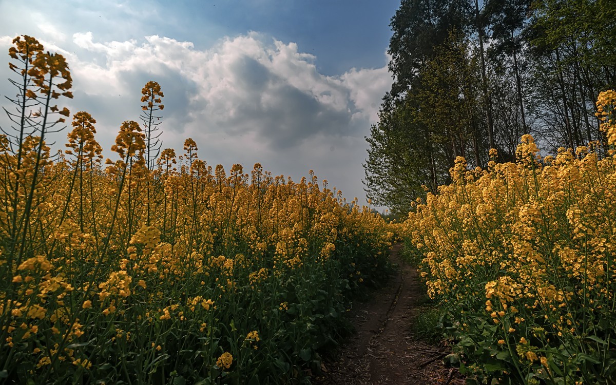 油菜花香飘二河，风光天成小江南（之五）
