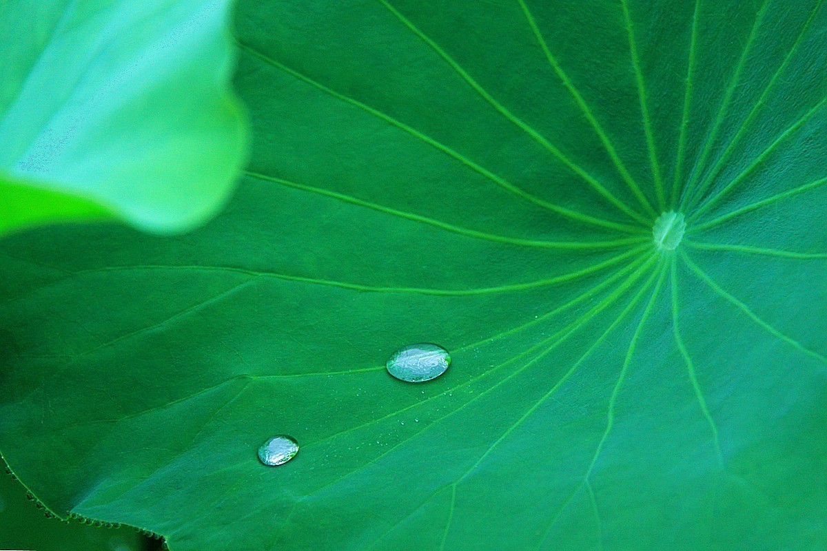 爱莲尽爱花 而我独爱叶