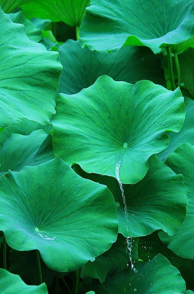 爱莲尽爱花 而我独爱叶