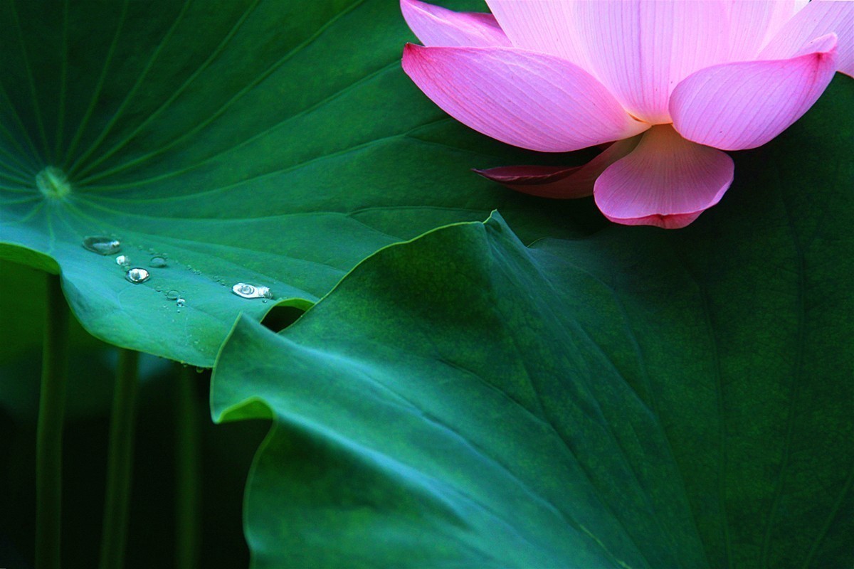 爱莲尽爱花 而我独爱叶