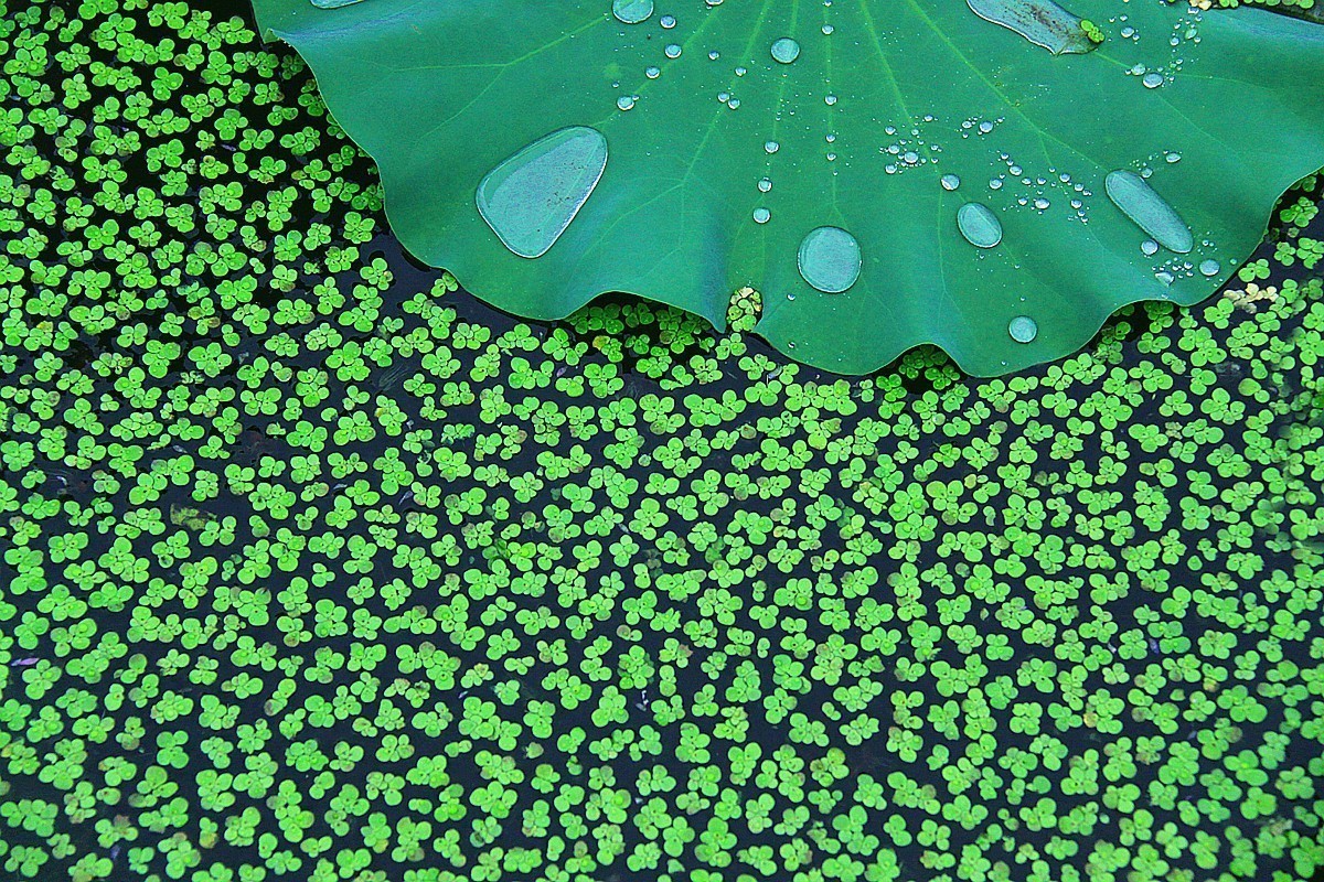 爱莲尽爱花 而我独爱叶