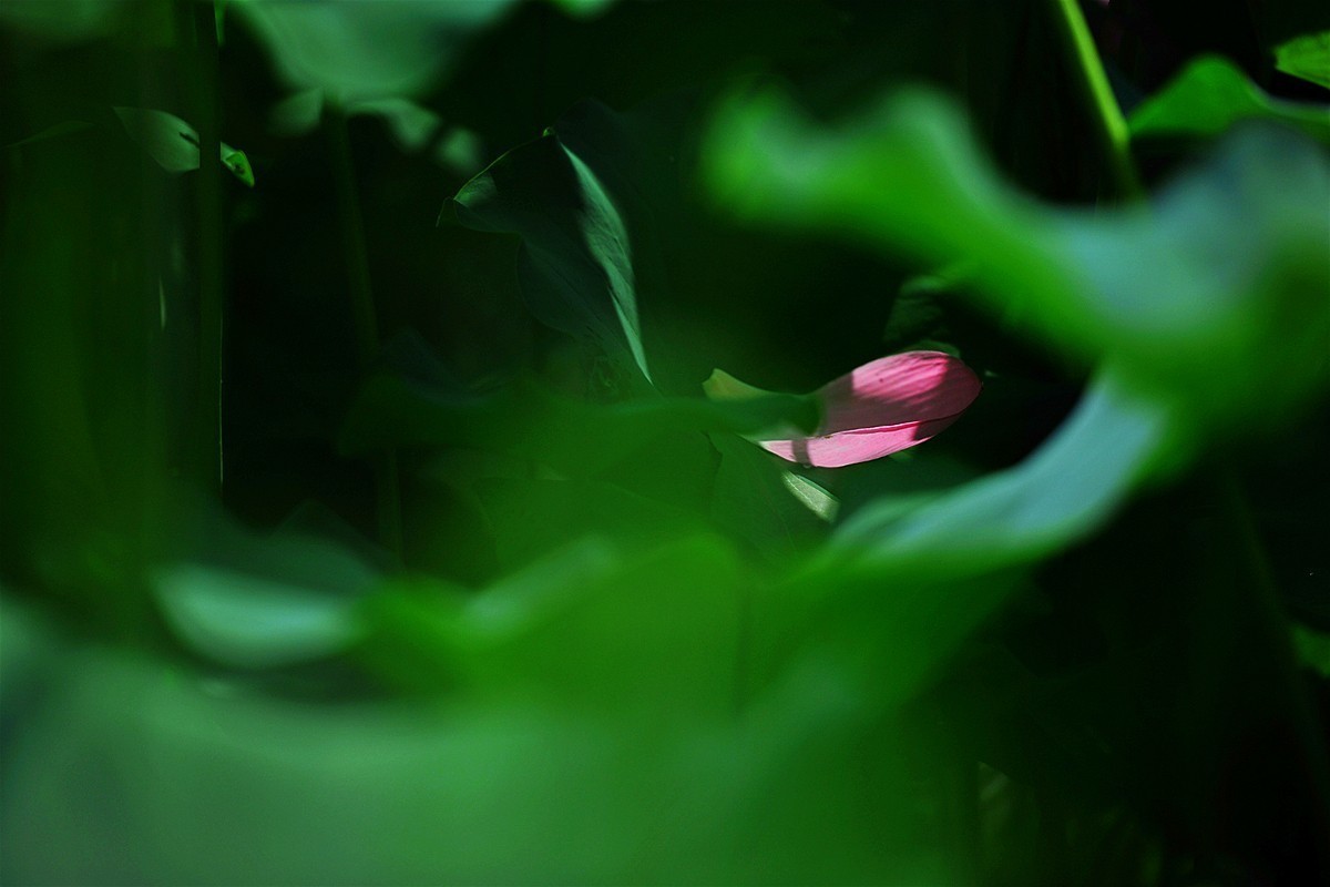 爱莲尽爱花 而我独爱叶