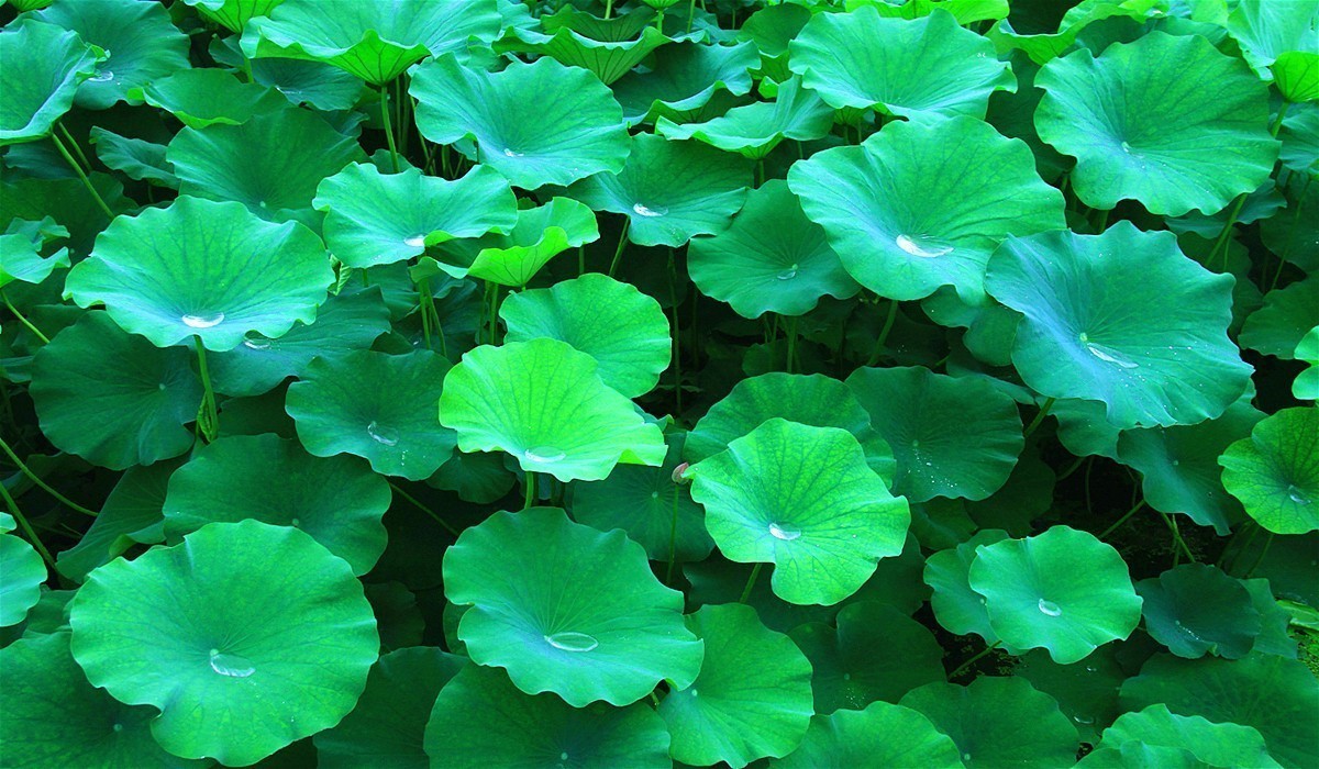 爱莲尽爱花 而我独爱叶