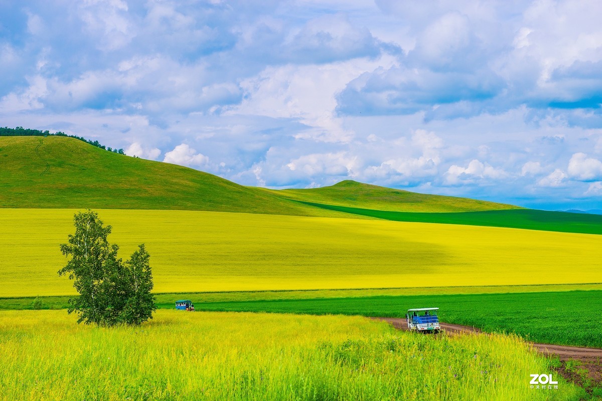 呼伦贝尔草原的油菜花精选