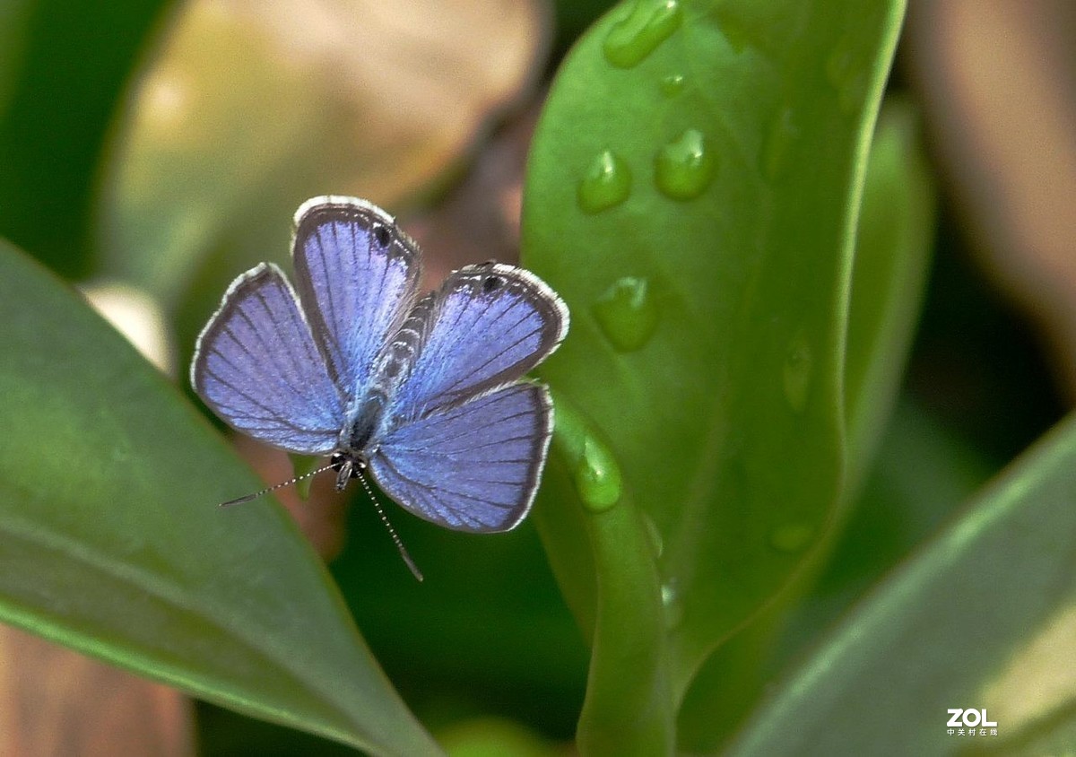 一组小灰蝶——28老矣，尚能拍否