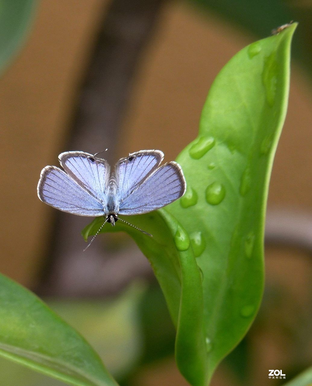 一组小灰蝶——28老矣，尚能拍否