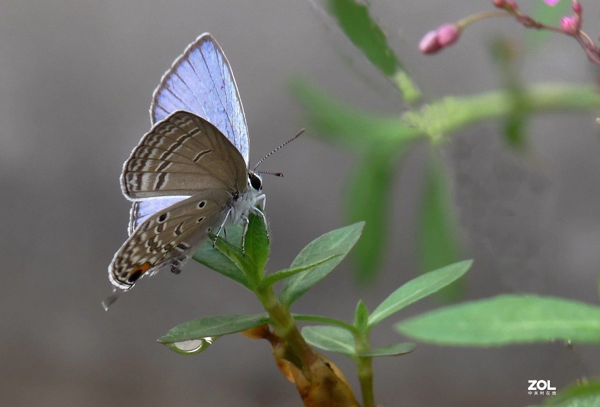 一组小灰蝶——28老矣，尚能拍否