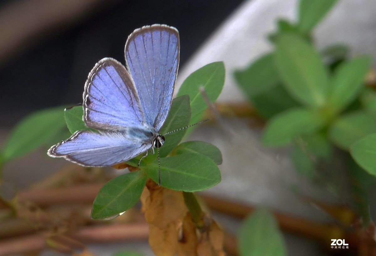 一组小灰蝶——28老矣，尚能拍否