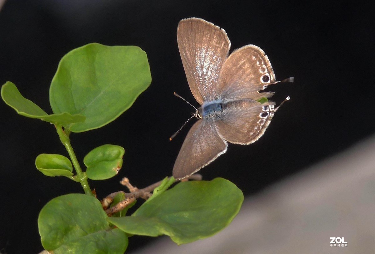 一组小灰蝶——28老矣，尚能拍否