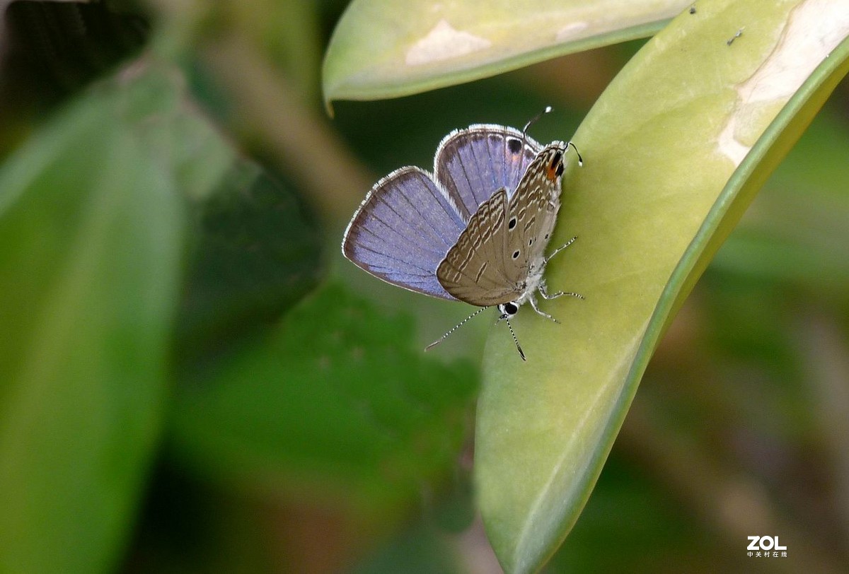 一组小灰蝶——28老矣，尚能拍否
