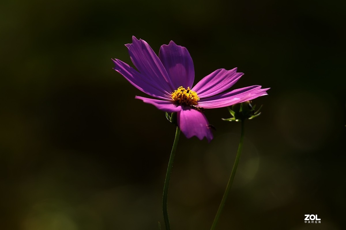 老箱底_格桑花6