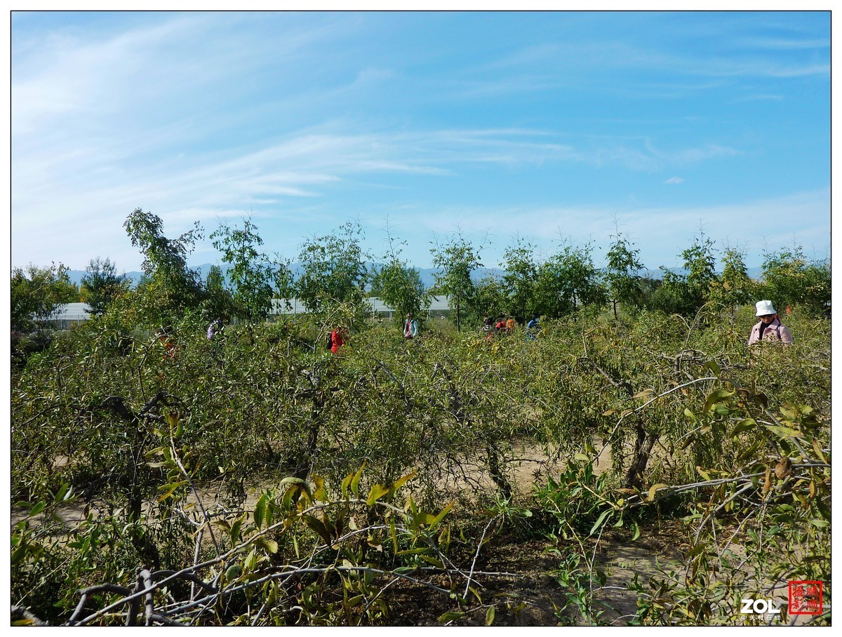 旅游随拍-----宁夏银川枸杞园